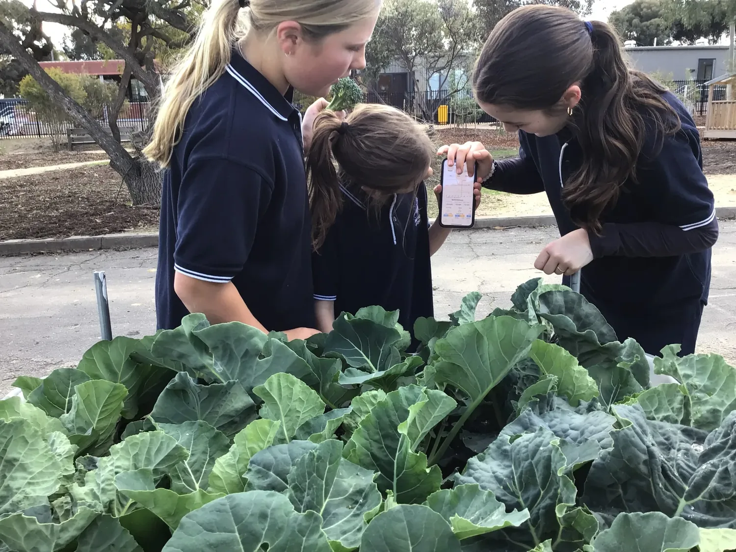 Murtoa College students reviewing crop monitoring data